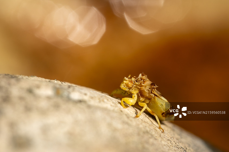 美国佛罗里达州棕榈城昆虫特写图片素材