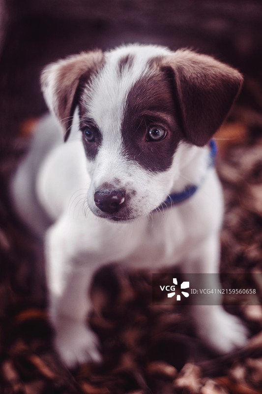 小狗特写图片素材