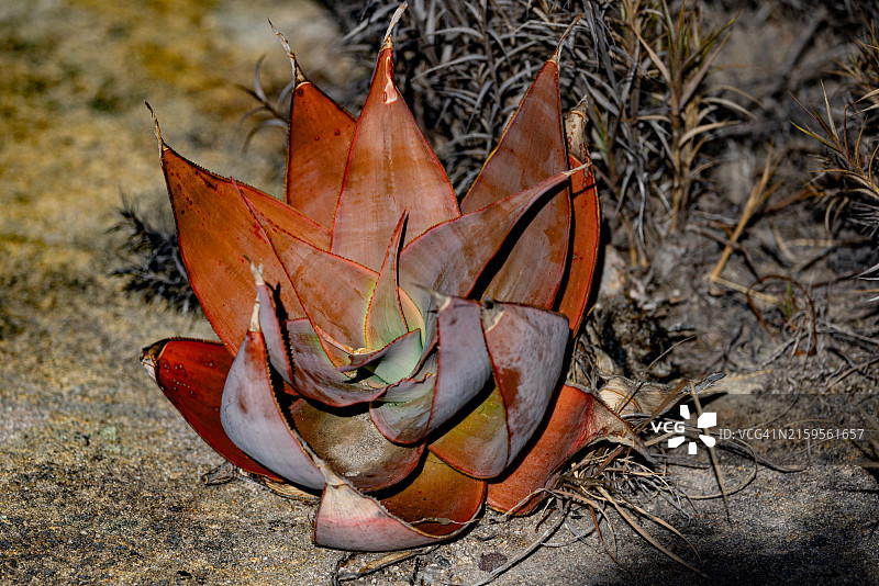 马达加斯加干旱景观中的条纹芦荟图片素材