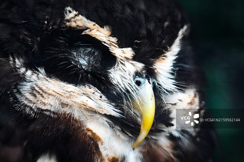 猫头鹰的特写镜头图片素材