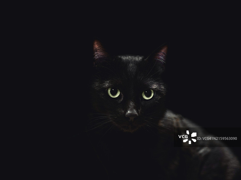 黑猫特写，美国德克萨斯州达拉斯图片素材