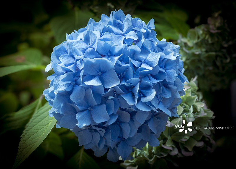 美国华盛顿州奎纳尔特的蓝色绣球花特写图片素材