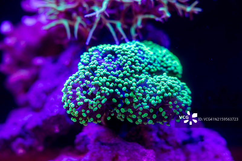 海底珊瑚特写图片素材