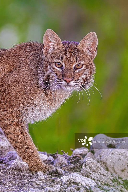 美国佛罗里达州猫咪特写图片素材
