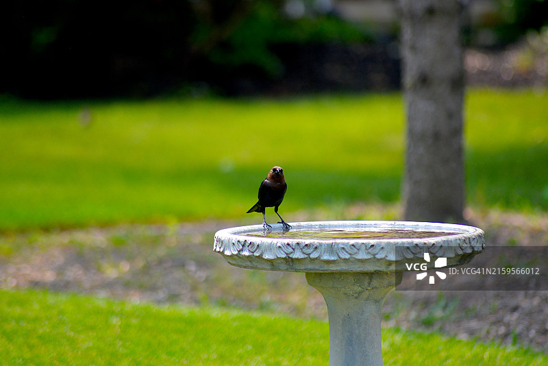 棕头牛鹂图片素材