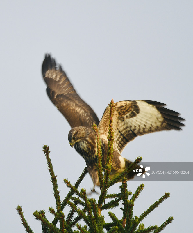 卑鄙的小人图片素材