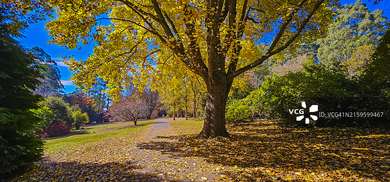 澳大利亚维多利亚州丹德农山脉国家公园的秋色图片素材