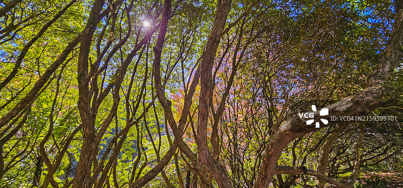 澳大利亚维多利亚州丹德农山脉国家公园的秋色图片素材