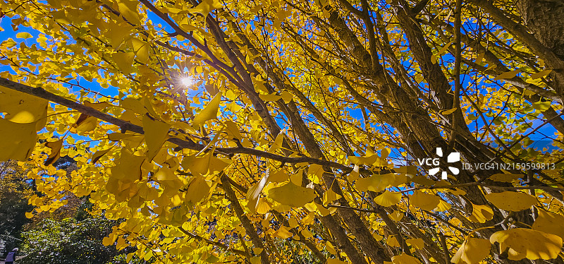 澳大利亚维多利亚州丹德农山脉国家公园的秋色图片素材