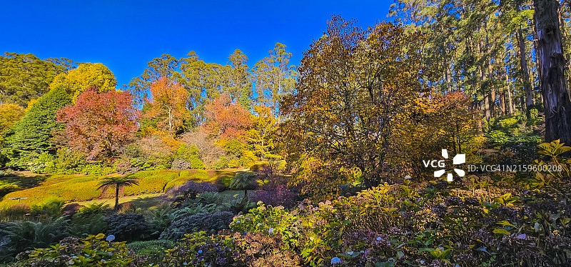 澳大利亚维多利亚州丹德农山脉国家公园的秋色图片素材