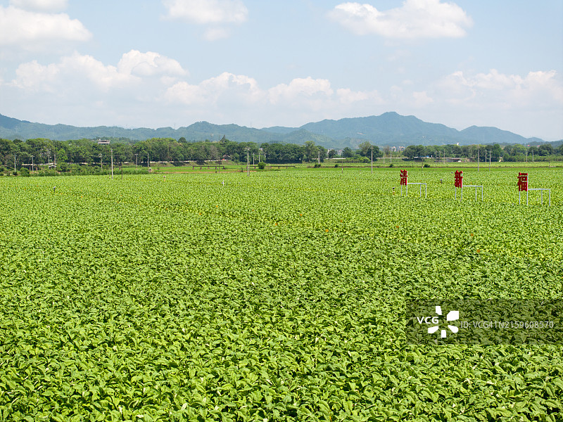 烟草种植农场图片素材