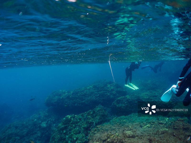 罕见的深海鱼：皇带鱼图片素材