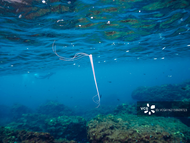 美丽稀有的深海鱼：皇带鱼幼鱼图片素材