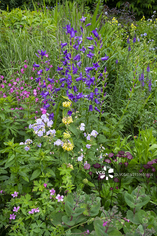 六月乡村花园中的草本植物图片素材