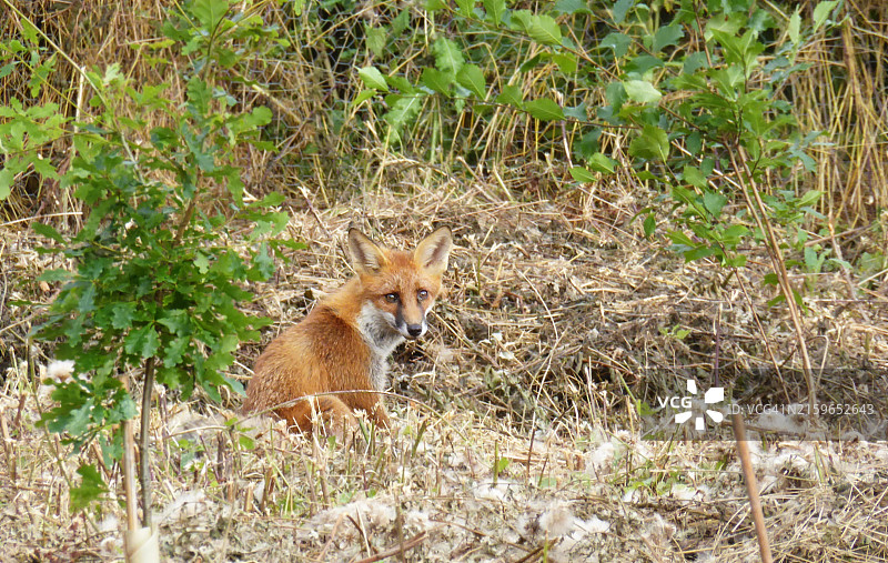 狐狸图片素材