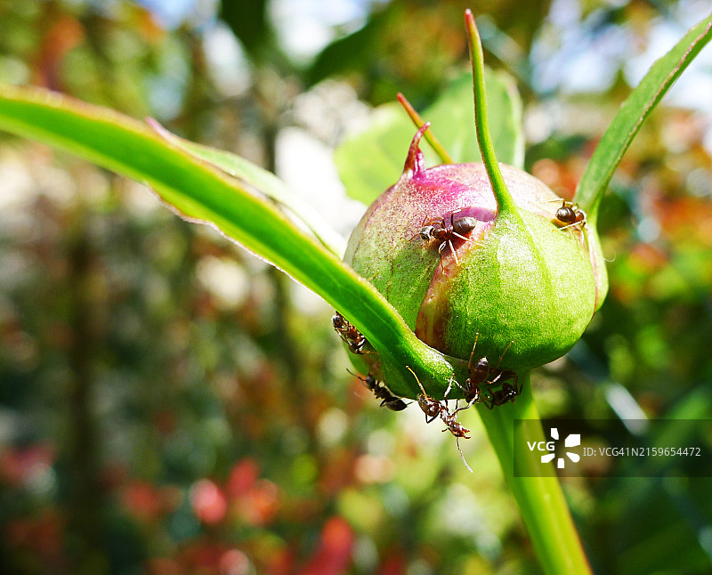 牡丹上的蚂蚁图片素材
