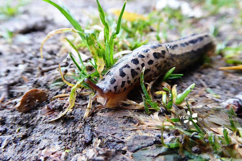 豹纹蛞蝓图片素材