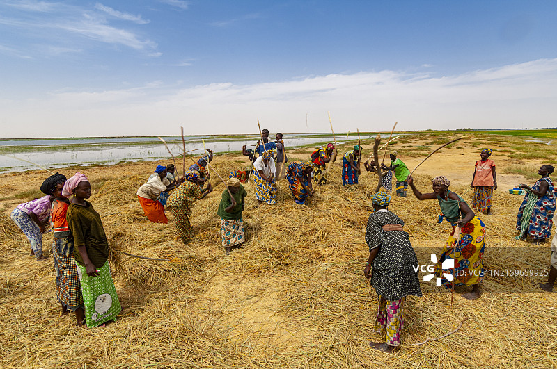廷巴克图附近的稻米收成图片素材