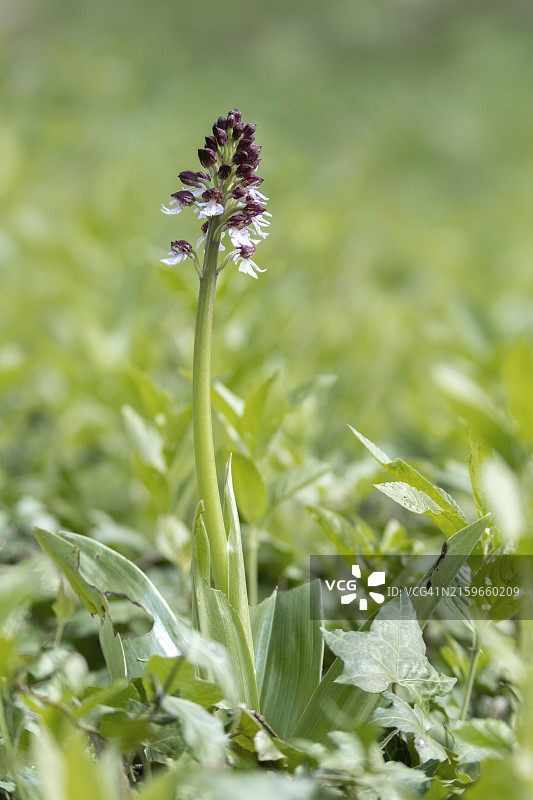 紫花杓兰图片素材