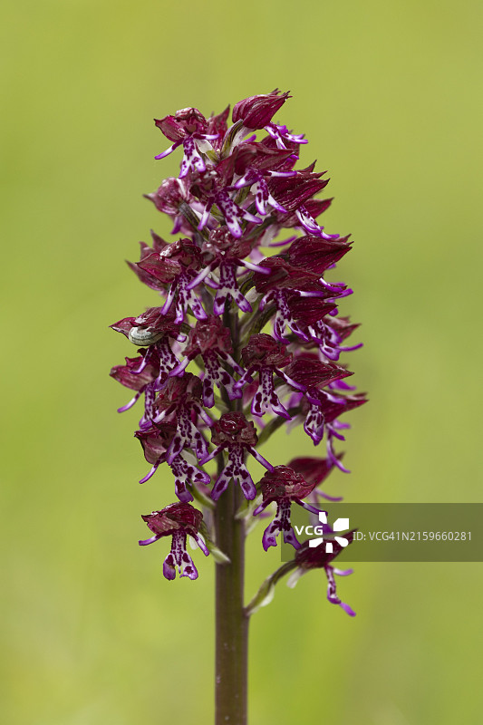 兰花杂交种图片素材