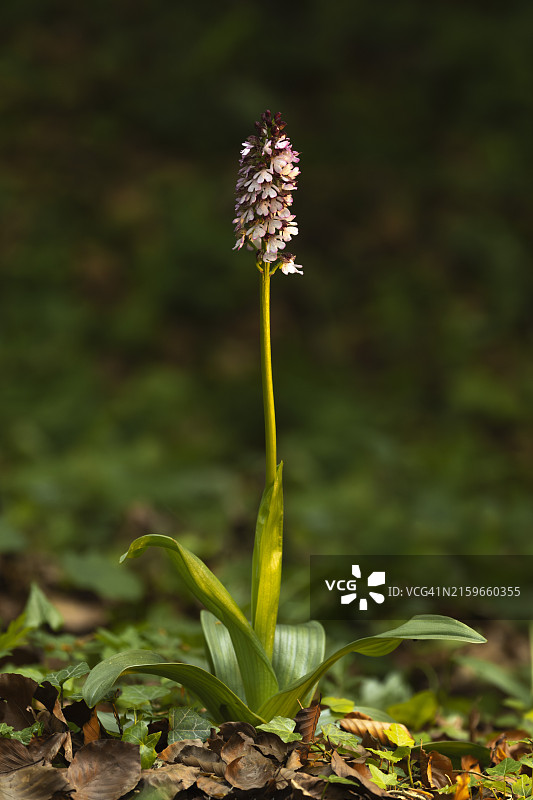紫花杓兰图片素材