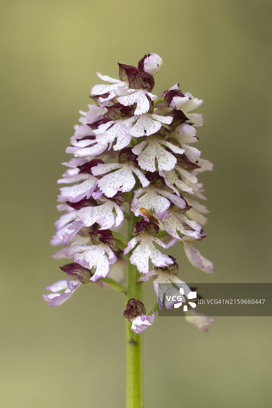 紫花杓兰图片素材
