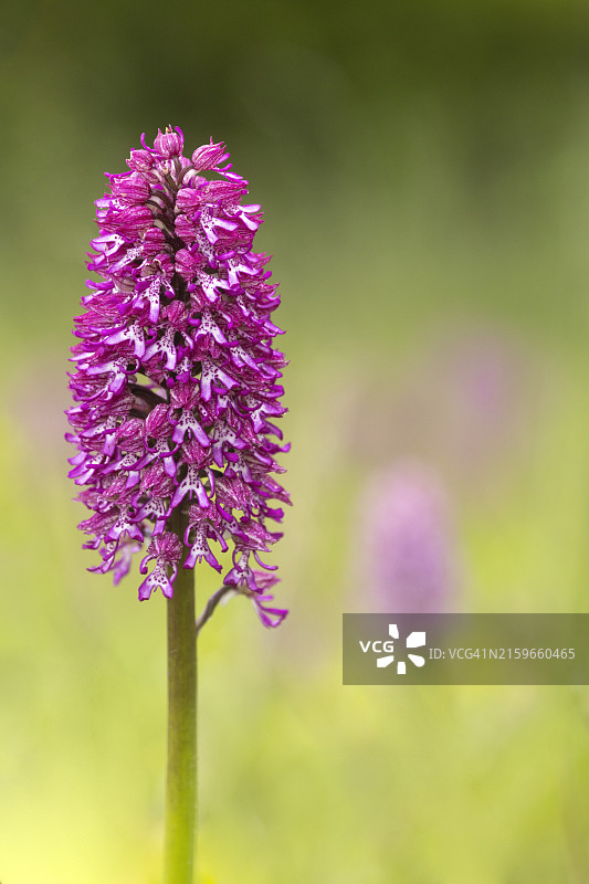 兰花杂交种图片素材