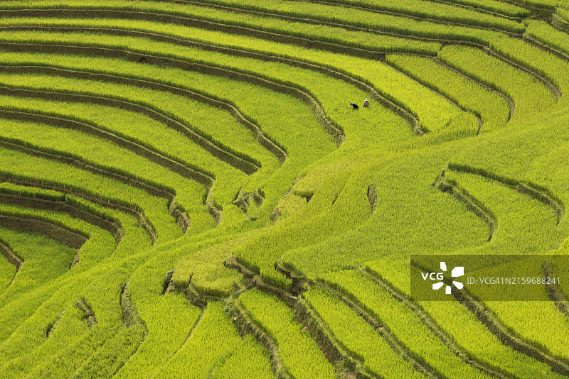 越南木江界的彩色梯田图片素材