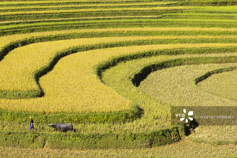 越南木江界的彩色梯田图片素材