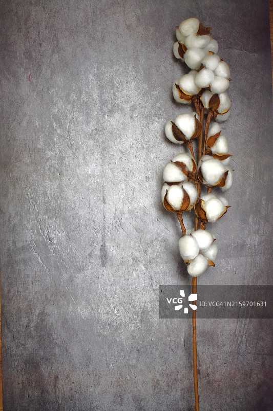 乡村背景上的棉球图片素材