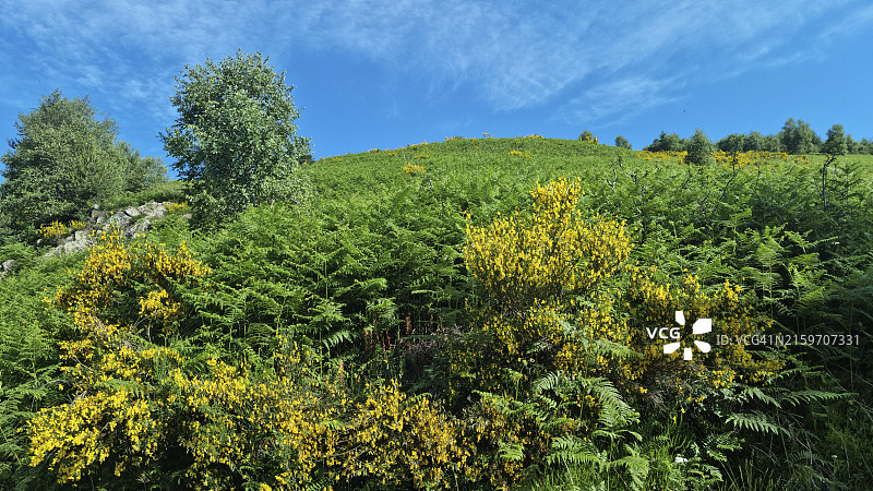 开花的苏格兰金雀花，位于意大利瓦尔格兰德国家公园图片素材