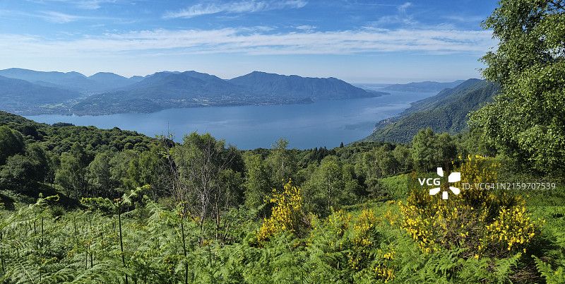 马焦雷湖全景，前景为苏格兰金雀花和蕨类植物，从卡尔扎山观看，瓦尔格兰德国家公园，联合国教科文组织提契诺-瓦尔格兰德-韦尔巴诺生物圈保护区图片素材
