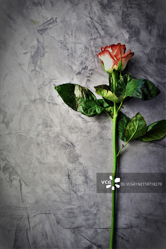 背景中的一朵玫瑰图片素材