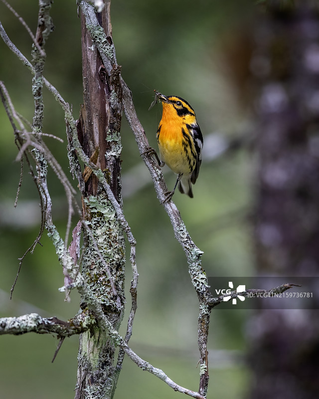 黑森莺图片素材