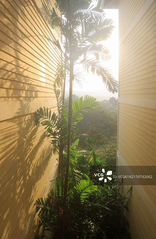 建筑外墙之间的逆光热带植物图片素材