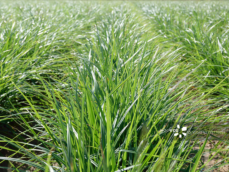 油莎草田图片素材