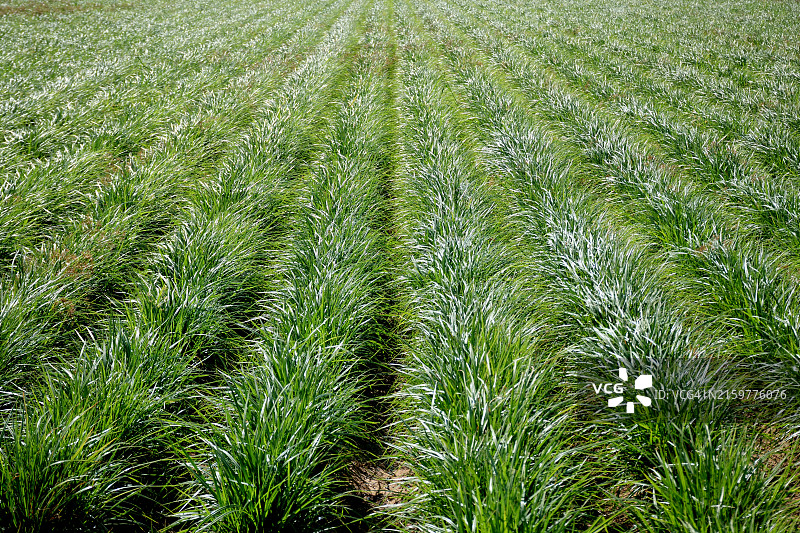 油莎草田图片素材