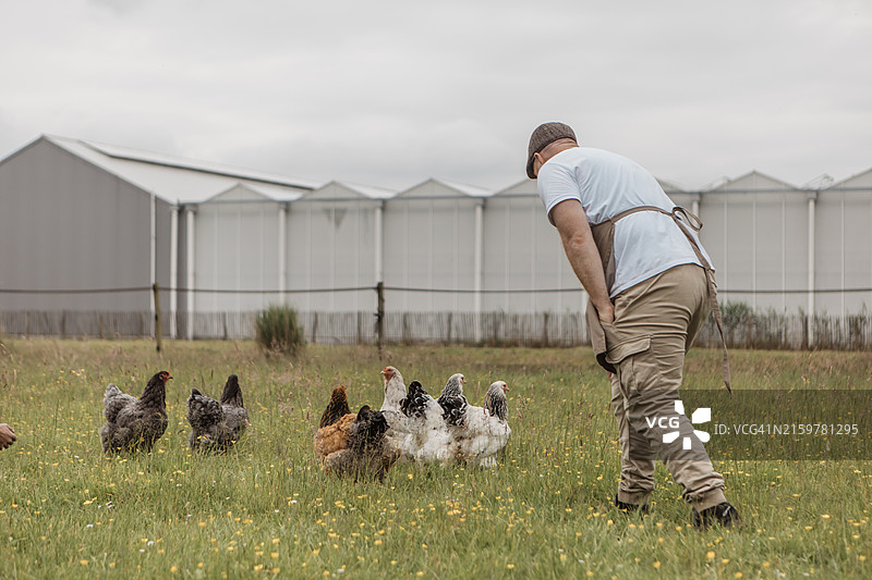 荷兰小乡村农场的红发鸡农图片素材