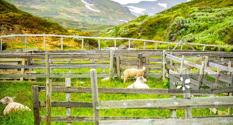 栅栏里的绵羊图片素材