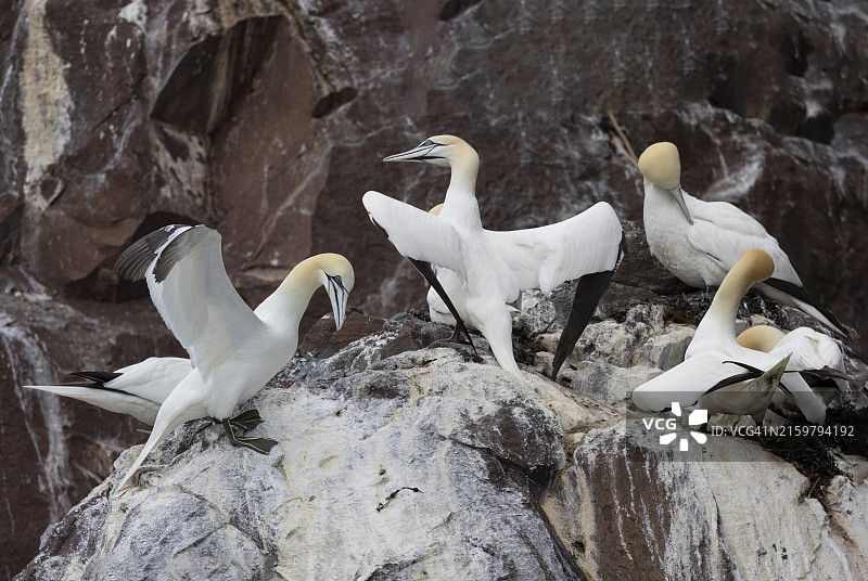 北方塘鹅图片素材