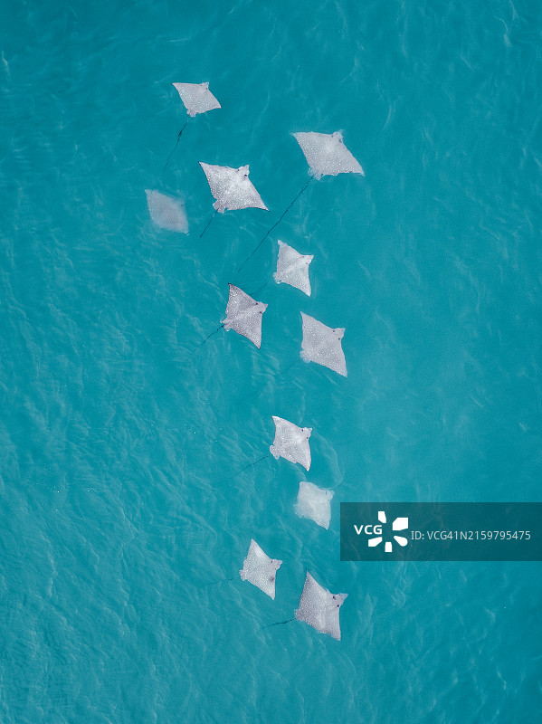 西澳大利亚金伯利海岸的鳐鱼群（无人机视角）图片素材