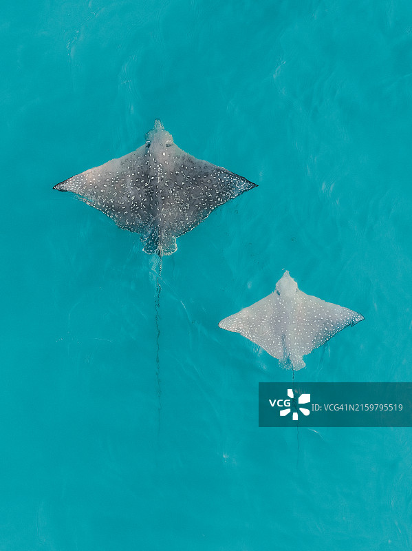 澳大利亚西澳大利亚州金伯利印度洋中两只 spotted eagle ray 航拍影像图片素材