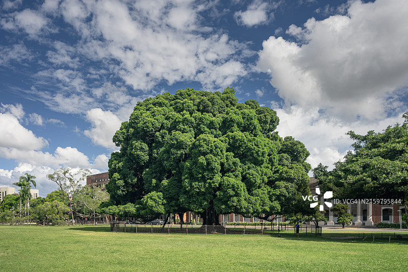 大学校园草坪上的一棵大树图片素材
