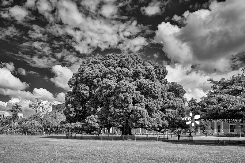 大学校园草坪上的一棵大树图片素材