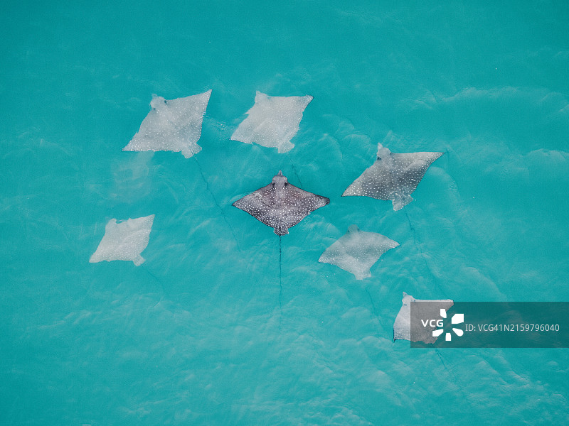 澳大利亚西澳大利亚金伯利印度洋中 spotted eagle ray 鱼群的无人机俯瞰照片图片素材