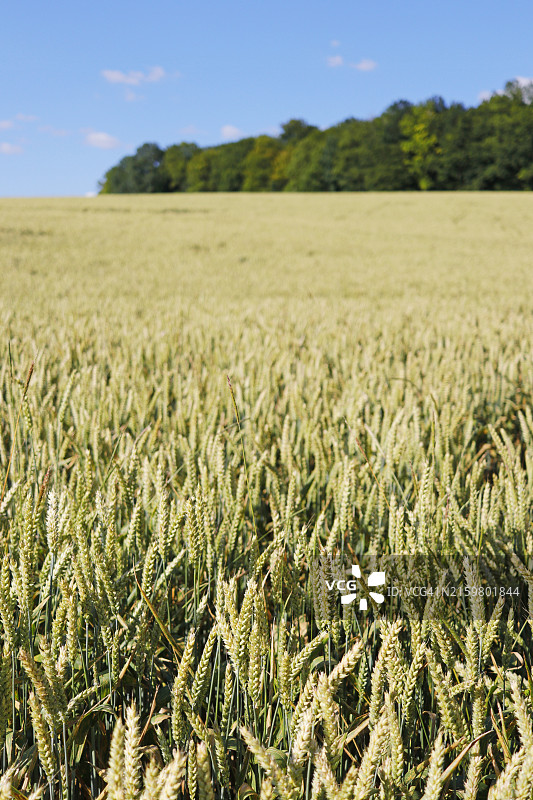 法国塞纳-马恩省的小麦田图片素材