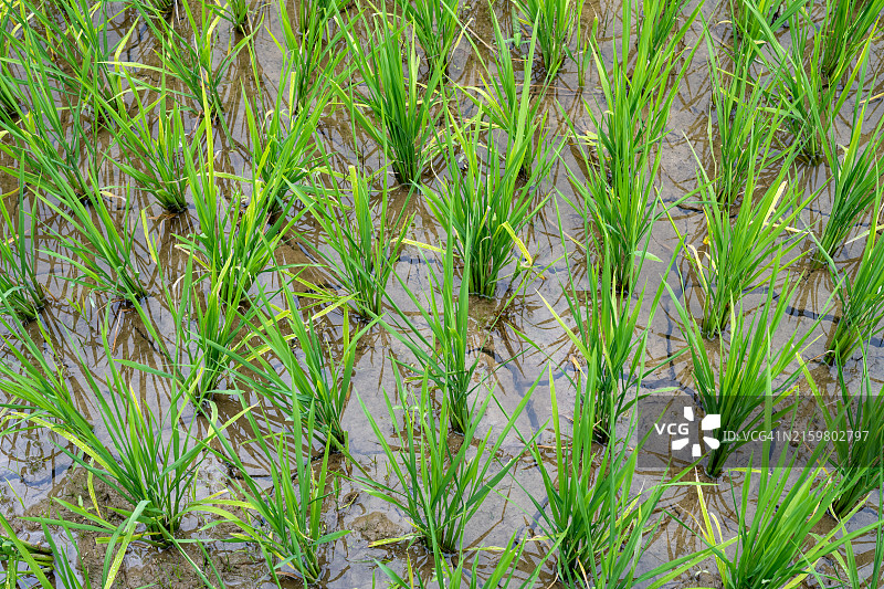 水稻秧苗图片素材