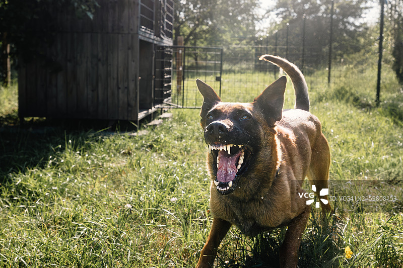 奔跑的狗图片素材
