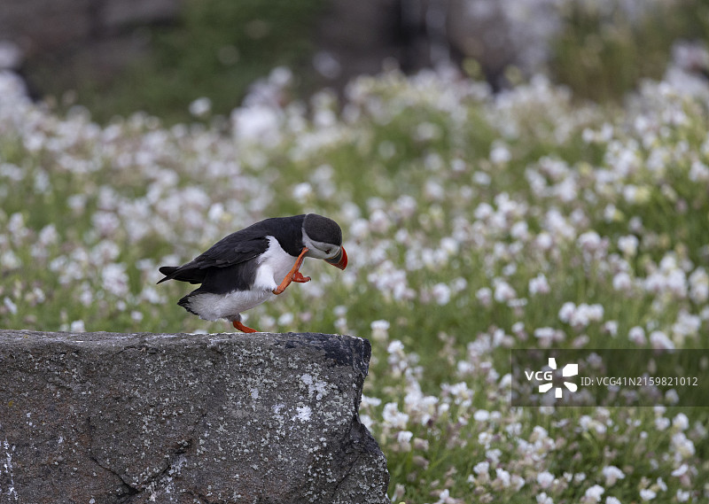 大西洋海雀图片素材