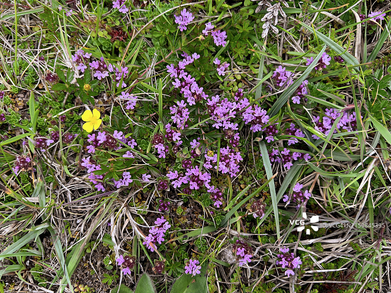 春天盛开的野生百里香植物图片素材
